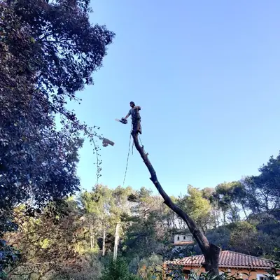 Élagueur en hauteur sur un chantier de MM Élagage