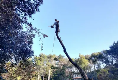 Élagueur encordé au sommet d’un tronc, tronçonneuse en main