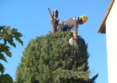 Élagueur au travail au sommet d’un conifère