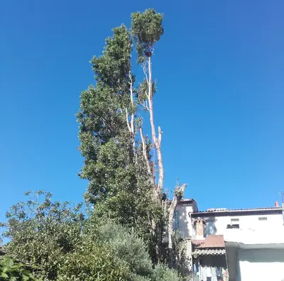 Grands arbres en partie démontés, à côté d’une maison