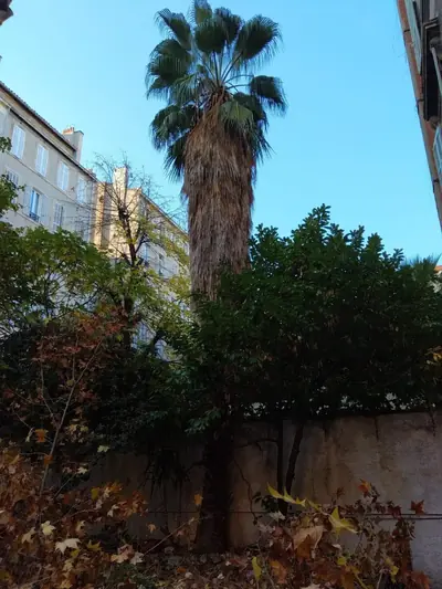 Palmier et haie dans une cour d’immeuble