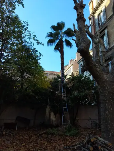 Cour d’immeuble avec un palmier, une échelle et le tronc d’un arbre taillé