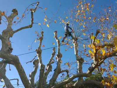 Élagueur dans un platane en cours de taille, feuillage d’automne