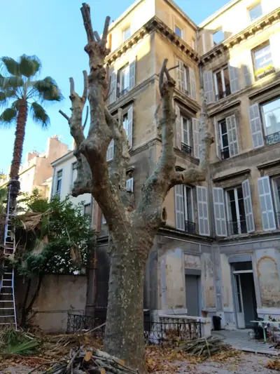 Platane taillé dans une cour d’immeuble, échelle posée contre le tronc
