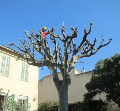 Élagueur encordé au sommet d’un platane taillé, devant une maison