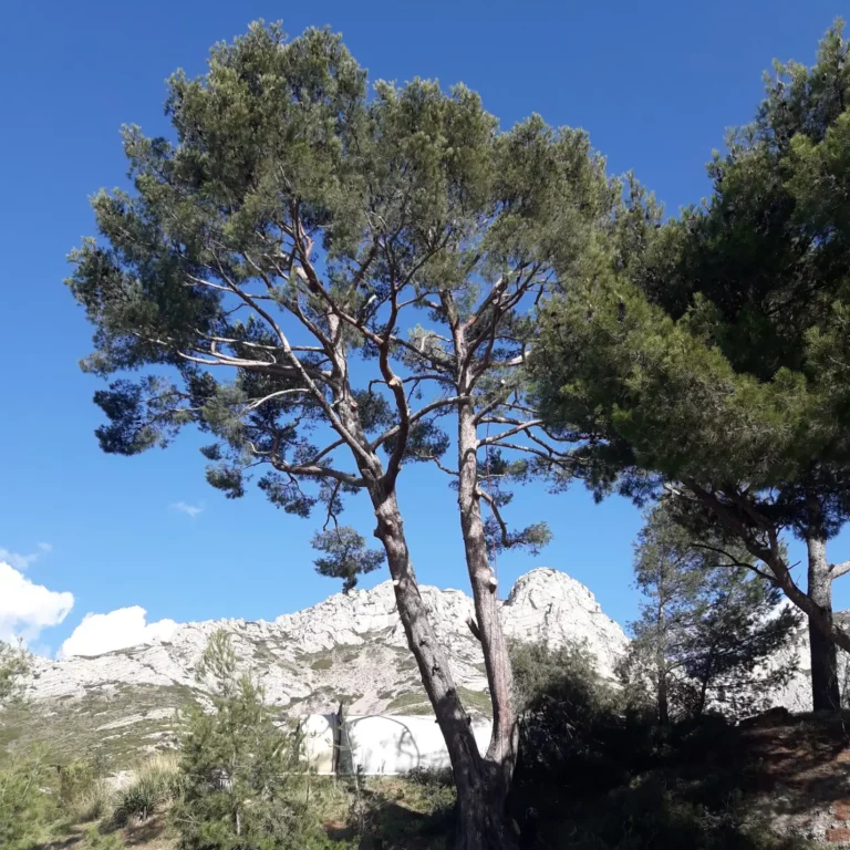 Pin taillé par MM Elagage